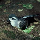 White-faced storm petrel | Takahikare. Close view of adult head. Rangatira Island, Chatham Islands, January 1979. Image &copy; Department of Conservation (image ref: 10033382) by David Garrick, Department of Conservation Courtesy of Department of Conservation