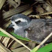 White-faced storm petrel. Close view of adult head. Lizard Island, Mokohinau Islands, November 1993. Image &copy; Department of Conservation (image ref: 10050684) by Terry Greene, Department of Conservation Courtesy of Department of Conservation