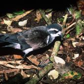 White-faced storm petrel. Adult standing. Rangatira Island, Chatham Islands, January 2000. Image &copy; Department of Conservation (image ref: 10054736) by Don Merton, Department of Conservation Courtesy of Department of Conservation