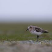 Red-necked stint. Non-breeding, likely immature. Lake Ellesmere, June 2023. Image &copy; Ben Ackerley by Ben Ackerley