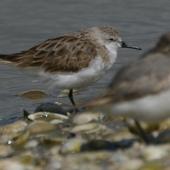 Red-necked stint. Adult with Wrybill. Kidds Beach. Image &copy; Noel Knight by Noel Knight