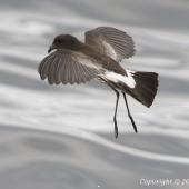 New Zealand storm petrel. View of tail in flight. Hauraki Gulf, North-west of Little Barrier, October 2011. Image &copy; John Woods by John Woods