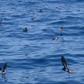 New Zealand storm petrel. Flock feeding (with one white-faced storm petrel). Tutukaka Pelagic out past Poor Knights Islands, January 2020. Image &copy; Scott Brooks (ourspot) by Scott Brooks