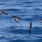 New Zealand storm petrel. Four adults feeding. Tutukaka Pelagic out past Poor Knights Islands, January 2020. Image &copy; Scott Brooks (ourspot) by Scott Brooks