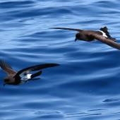 New Zealand storm petrel. Two adults in flight. Tutukaka Pelagic out past Poor Knights Islands, January 2020. Image &copy; Scott Brooks (ourspot) by Scott Brooks