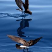 New Zealand storm petrel. Two adults feeding. Tutukaka Pelagic out past Poor Knights Islands, January 2020. Image &copy; Scott Brooks (ourspot) by Scott Brooks