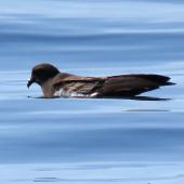 New Zealand storm petrel | Takahikare-raro. Adult resting on water in calm conditions. Tutukaka Pelagic out past Poor Knights Islands, January 2020. Image &copy; Scott Brooks (ourspot) by Scott Brooks