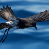 New Zealand storm petrel. Adult in flight. Tutukaka Pelagic out past Poor Knights Islands, January 2021. Image &copy; Scott Brooks (ourspot) by Scott Brooks