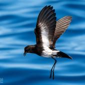 New Zealand storm petrel | Takahikare-raro. Adult in flight, ventral. The Petrel Station pelagic offshore from Tutukaka, March 2023. Image &copy; Scott Brooks, www.thepetrelstation.nz by Scott Brooks