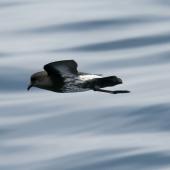 New Zealand storm petrel. Side view of adult in flight. Outer Hauraki Gulf, January 2012. Image &copy; Philip Griffin by Philip Griffin