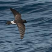New Zealand storm petrel | Takahikare-raro. Dorsal view of adult in flight. Outer Hauraki Gulf, January 2012. Image &copy; Philip Griffin by Philip Griffin