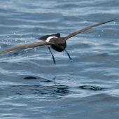 New Zealand storm petrel | Takahikare-raro. Front view in flight. Outer Hauraki Gulf, January 2012. Image &copy; Philip Griffin by Philip Griffin