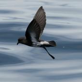 New Zealand storm petrel. Adult in flight. Outer Hauraki Gulf, January 2012. Image &copy; Philip Griffin by Philip Griffin