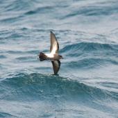 Black-bellied storm petrel. Ventral view of bird in flight. Scotia Sea, Away from South Georgia heading to Antarctica, December 2015. Image &copy; Cyril Vathelet by Cyril Vathelet