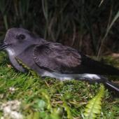 Black-bellied storm petrel. Adult. Ewing Island, Auckland Islands, January 2018. Image &copy; Colin Miskelly by Colin Miskelly