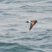 Black-bellied storm petrel. Side view of bird in flight. Scotia Sea, Away from South Georgia heading to Antarctica, December 2015. Image &copy; Cyril Vathelet by Cyril Vathelet