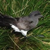 Black-bellied storm petrel. Adult. Disappointment Island, Auckland Islands, January 2018. Image &copy; Colin Miskelly by Colin Miskelly