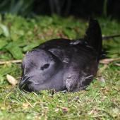 Black-bellied storm petrel | Takahikare-rangi. Adult. Ewing Island, January 2018. Image &copy; Colin Miskelly by Colin Miskelly