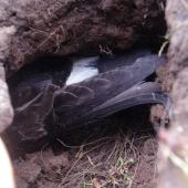 Black-bellied storm petrel | Takahikare-rangi. Adult incubating in shallow burrow. Enderby Island, Auckland Islands, January 2018. Image &copy; Colin Miskelly by Colin Miskelly