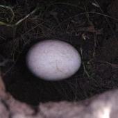 Black-bellied storm petrel. Egg in nest. Enderby Island, Auckland Islands, January 2018. Image &copy; Colin Miskelly by Colin Miskelly