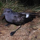 Black-bellied storm petrel. Adult. Disappointment Island, Auckland Islands, January 2018. Image &copy; Colin Miskelly by Colin Miskelly