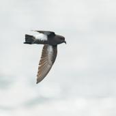 Black-bellied storm petrel. Individual with large amount of black on belly . At sea off Otago Peninsula, March 2017. Image &copy; Matthias Dehling by Matthias Dehling