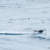 Black-bellied storm petrel. Adult skiing on surface. At sea off Otago Peninsula, March 2017. Image &copy; Matthias Dehling by Matthias Dehling