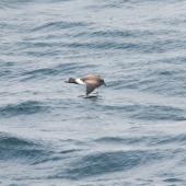 Black-bellied storm petrel | Takahikare-rangi. Side view of adult in flight. At sea, Near South Georgia, December 2015. Image &copy; Cyril Vathelet by Cyril Vathelet