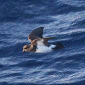 White-bellied storm petrel. Adult in flight. South of the Kermadec Islands, March 2021. Image &copy; Tim Barnard by Tim Barnard