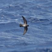 White-bellied storm petrel. Ventral view of adult dark morph in flight. Lord Howe Island, December 2009. Image &copy; Matthew Rodgers by Matthew Rodgers