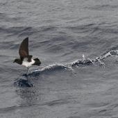 White-bellied storm petrel. Adult with foot out skidding across water. Kermadec Islands, March 2021. Image &copy; Scott Brooks (ourspot) by Scott Brooks