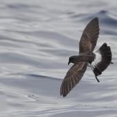 White-bellied storm petrel. Adult in flight. Off Ball's Pyramid, Lord Howe Island, March 2018. Image &copy; Doug Castle 2018 birdlifephotography.org.au by Doug Castle