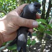 Leach's storm petrel. Adult in the hand. Rangatira Island, Chatham Islands, February 2018. Image &copy; Graeme Taylor by Graeme Taylor