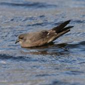 Leach's storm petrel. Adult swimming. Chasewater, Staffordshire, United Kingdom, October 2010. Image &copy; Andy Hartley by Andy Hartley via Flickr, All Rights Reserved