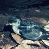 Common diving petrel | Kuaka. Adult southern diving petrel . Snares Islands, February 1983. Image &copy; Colin Miskelly by Colin Miskelly