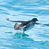 Common diving petrel | Kuaka. Northern diving petrel taking off from water. Whangaroa pelagic, September 2014. Image &copy; Les Feasey by Les Feasey