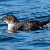 Common diving petrel | Kuaka. Adult on sea surface. The Petrel Station pelagic offshore from Tutukaka, October 2022. Image &copy; Scott Brooks, www.thepetrelstation.nz by Scott Brooks