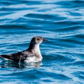 Common diving petrel. Northern diving petrel on surface after diving. Whangaroa pelagic, September 2014. Image &copy; Les Feasey by Les Feasey