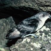 Common diving petrel. Adult northern diving petrel. Stack north of Stanley Island, Mercury Islands, July 1987. Image &copy; Alan Tennyson by Alan Tennyson