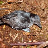 Common diving petrel | Kuaka. Adult southern diving petrel on ground at night. Chatham Island, November 2007. Image &copy; Graeme Taylor by Graeme Taylor