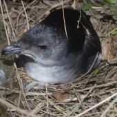 Common diving petrel. Adult male on nest. North Brother Island, Cook Strait, October 2019. Image &copy; Colin Miskelly by Colin Miskelly