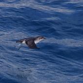 Common diving petrel. Adult in flight. Off Brothers Islands, Cook Strait, October 2019. Image &copy; Colin Miskelly by Colin Miskelly