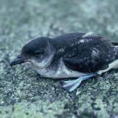 Common diving petrel. Adult southern diving petrel. Snares Islands. Image &copy; Alan Tennyson by Alan Tennyson