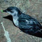 Common diving petrel | Kuaka. Adult southern diving petrel . Station Cove, Snares Islands, March 1986. Image &copy; Alan Tennyson by Alan Tennyson