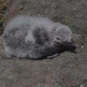 Common diving petrel. Subantarctic diving petrel chick. Ocean Island, Auckland Islands, January 2018. Image &copy; Colin Miskelly by Colin Miskelly