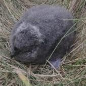 Common diving petrel. Subantarctic diving petrel chick. Rose Island, Auckland Islands, January 2018. Image &copy; Colin Miskelly by Colin Miskelly
