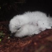 Common diving petrel | Kuaka. Subantarctic diving petrel young chick. Shoe Island, Auckland Islands, January 2018. Image &copy; Colin Miskelly by Colin Miskelly