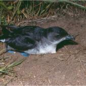 Common diving petrel | Kuaka. Adult northern diving petrel. Mana Island, October 2003. Image &copy; Colin Miskelly by Colin Miskelly