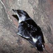 Common diving petrel | Kuaka. Adult northern diving petrel. Stanley Island, Mercury Islands, July 1987. Image &copy; Colin Miskelly by Colin Miskelly