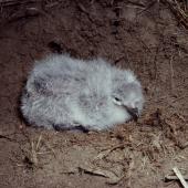 Common diving petrel | Kuaka. Small chick (northern diving petrel). Mana Island, October 2003. Image &copy; Colin Miskelly by Colin Miskelly